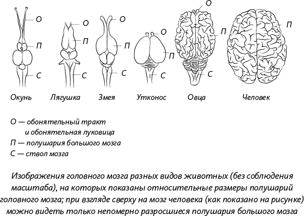 Невероятная случайность бытия. Эволюция и рождение человека - i_019.png