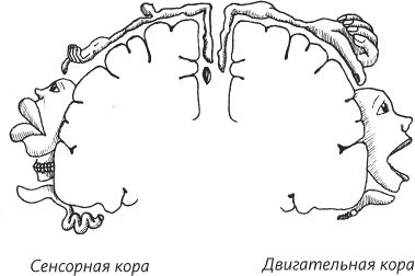 Невероятная случайность бытия. Эволюция и рождение человека - i_020.png