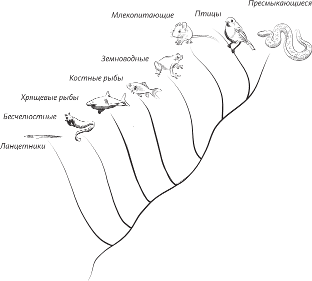 Невероятная случайность бытия. Эволюция и рождение человека - i_021.png