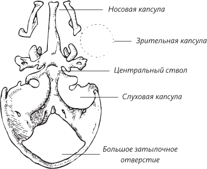 Невероятная случайность бытия. Эволюция и рождение человека - i_023.png