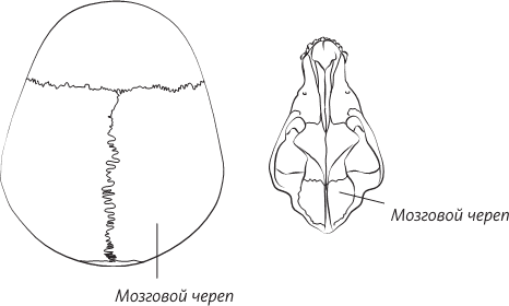 Невероятная случайность бытия. Эволюция и рождение человека - i_024.png