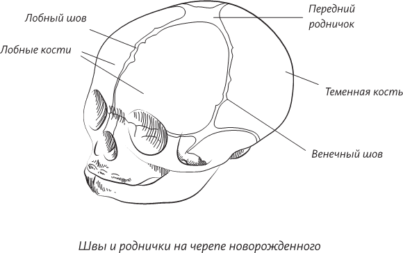 Невероятная случайность бытия. Эволюция и рождение человека - i_025.png