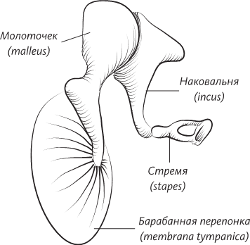 Невероятная случайность бытия. Эволюция и рождение человека - i_032.png