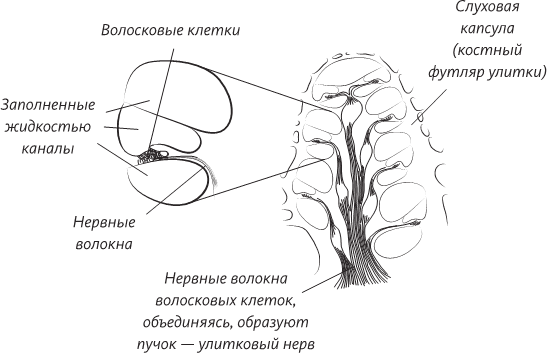 Невероятная случайность бытия. Эволюция и рождение человека - i_033.png