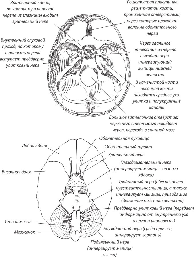 Невероятная случайность бытия. Эволюция и рождение человека - i_034.png