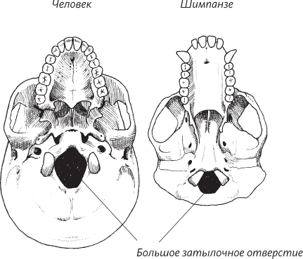 Невероятная случайность бытия. Эволюция и рождение человека - i_040.png