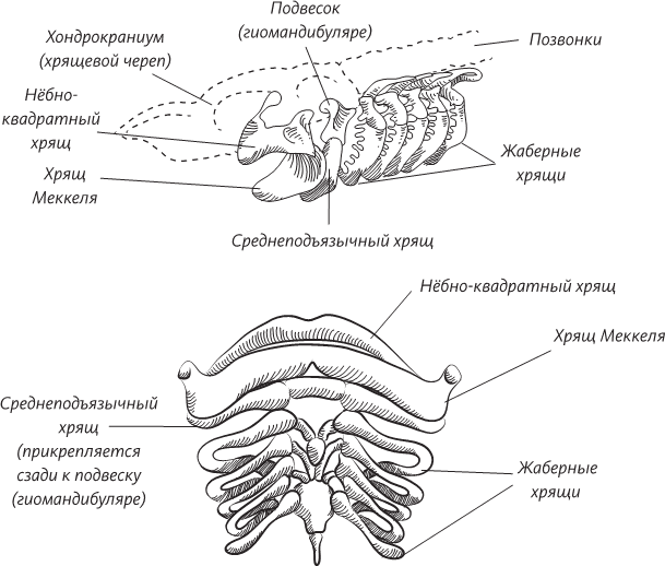 Невероятная случайность бытия. Эволюция и рождение человека - i_042.png