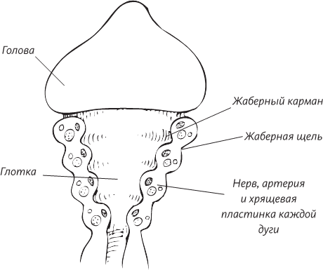 Невероятная случайность бытия. Эволюция и рождение человека - i_044.png