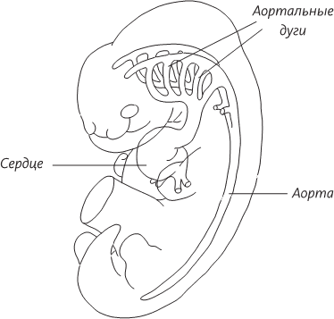 Невероятная случайность бытия. Эволюция и рождение человека - i_045.png