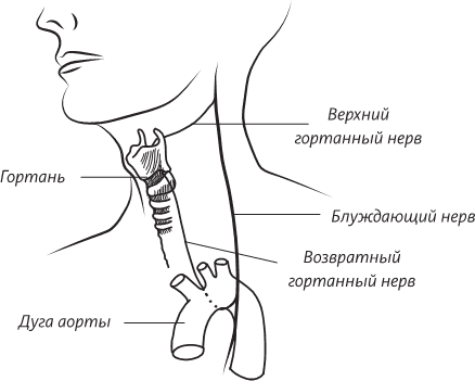 Невероятная случайность бытия. Эволюция и рождение человека - i_046.png