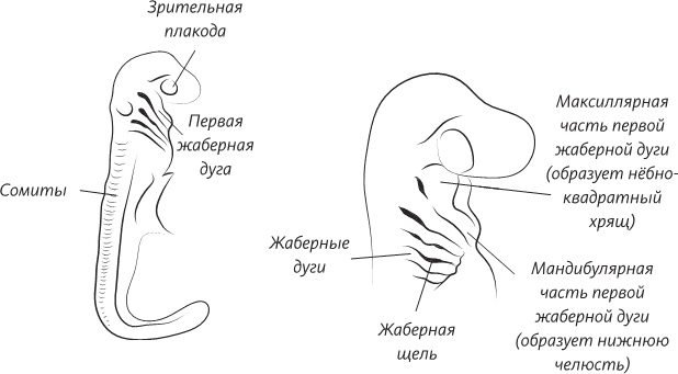 Невероятная случайность бытия. Эволюция и рождение человека - i_047.png