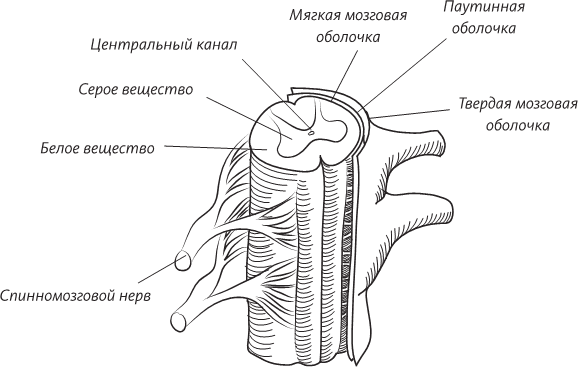 Невероятная случайность бытия. Эволюция и рождение человека - i_049.png