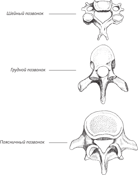 Невероятная случайность бытия. Эволюция и рождение человека - i_050.png