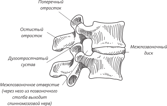 Невероятная случайность бытия. Эволюция и рождение человека - i_052.png