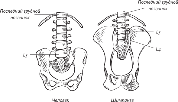 Невероятная случайность бытия. Эволюция и рождение человека - i_053.png