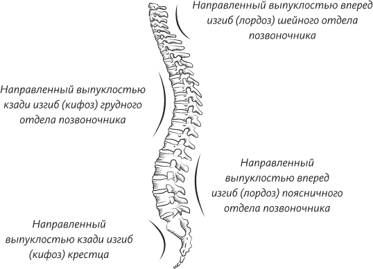 Невероятная случайность бытия. Эволюция и рождение человека - i_054.png