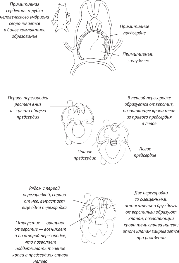 Невероятная случайность бытия. Эволюция и рождение человека - i_058.png