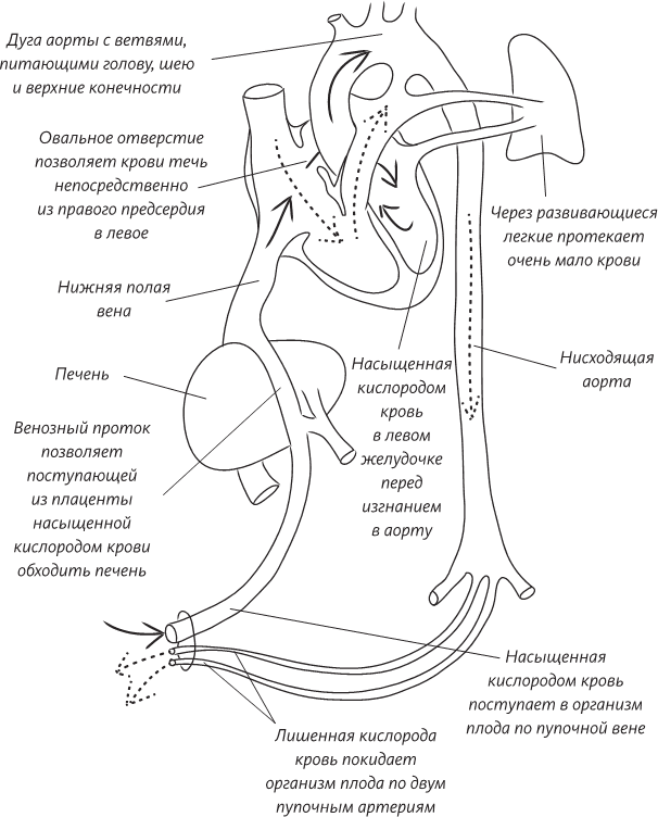 Невероятная случайность бытия. Эволюция и рождение человека - i_059.png