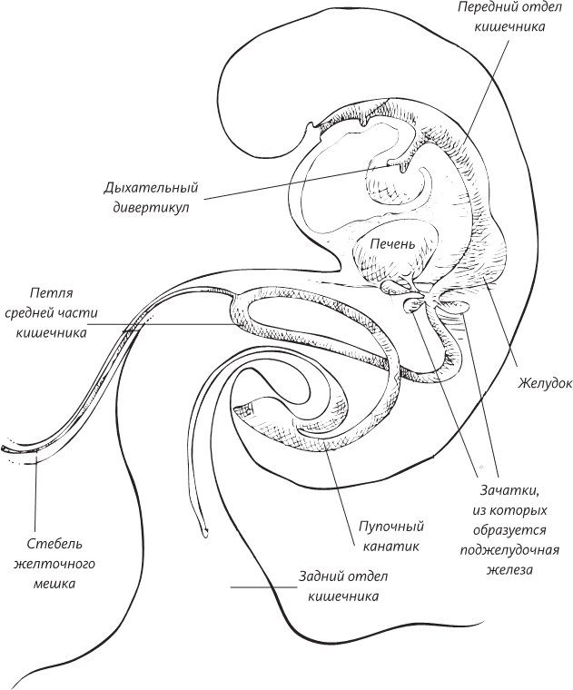 Невероятная случайность бытия. Эволюция и рождение человека - i_063.png