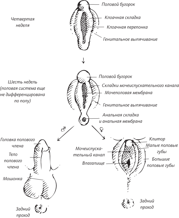 Невероятная случайность бытия. Эволюция и рождение человека - i_064.png