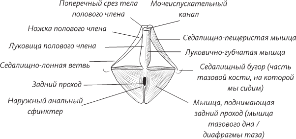 Невероятная случайность бытия. Эволюция и рождение человека - i_066.png