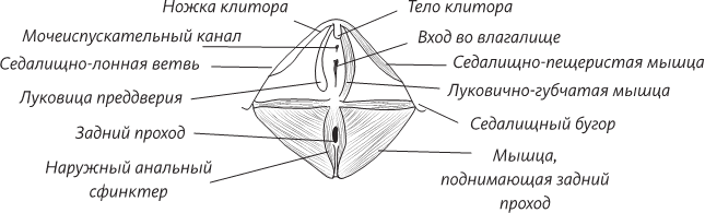 Невероятная случайность бытия. Эволюция и рождение человека - i_067.png