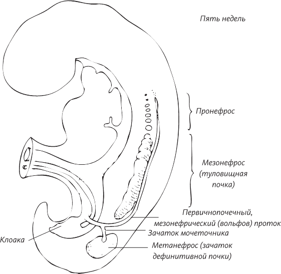 Невероятная случайность бытия. Эволюция и рождение человека - i_068.png