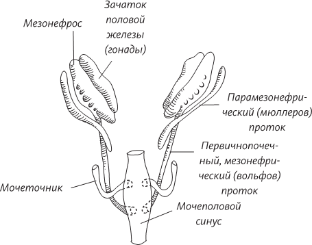 Невероятная случайность бытия. Эволюция и рождение человека - i_069.png