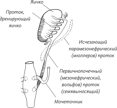 Невероятная случайность бытия. Эволюция и рождение человека - i_070.png