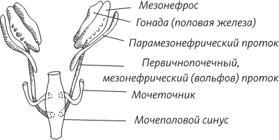 Невероятная случайность бытия. Эволюция и рождение человека - i_071.png