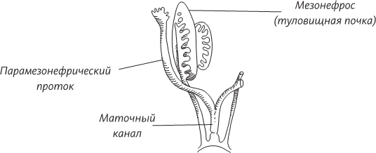 Невероятная случайность бытия. Эволюция и рождение человека - i_072.png