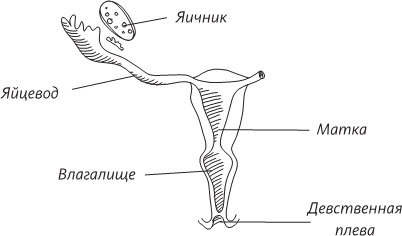 Невероятная случайность бытия. Эволюция и рождение человека - i_073.png