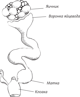 Невероятная случайность бытия. Эволюция и рождение человека - i_074.png