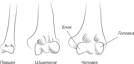 Невероятная случайность бытия. Эволюция и рождение человека - i_084.png