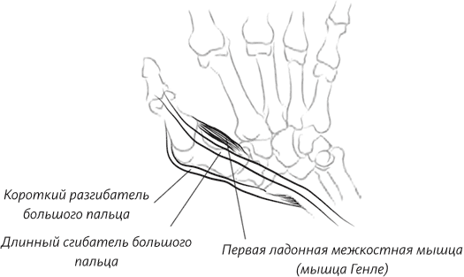 Невероятная случайность бытия. Эволюция и рождение человека - i_087.png