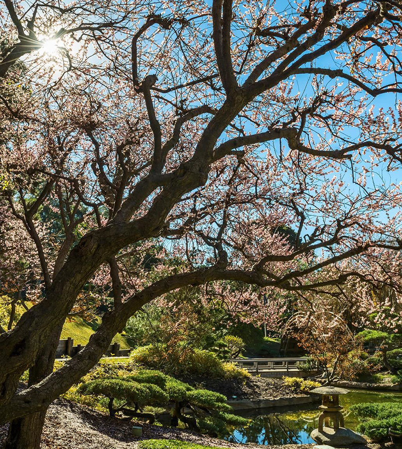 Синрин-йоку: японское искусство «лесных ванн». Как деревья дарят нам силу и радость - i_002.jpg