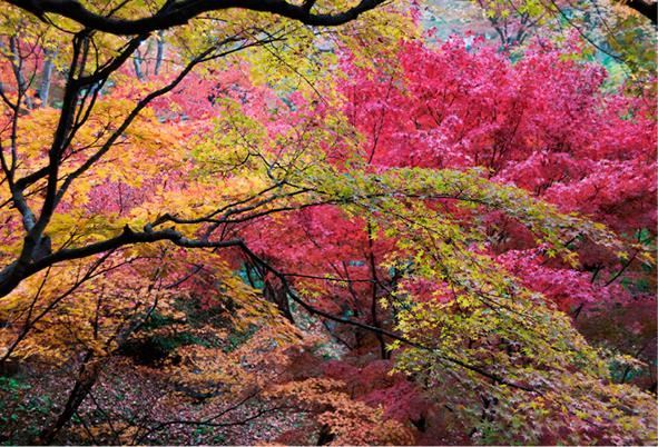 Синрин-йоку: японское искусство «лесных ванн». Как деревья дарят нам силу и радость - i_004.jpg