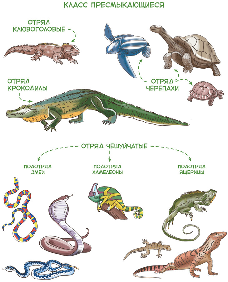 Динозавры и другие пресмыкающиеся - i_010.jpg