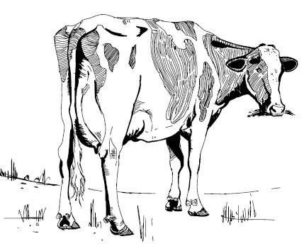 Секретная жизнь коров. Истории о животных, которые не так глупы, как нам кажется - i_003.jpg