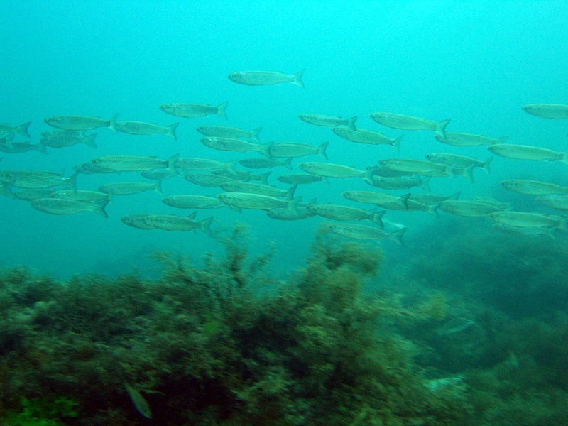 Крушение осетровых рыб Черного моря (СИ) - _6.jpg