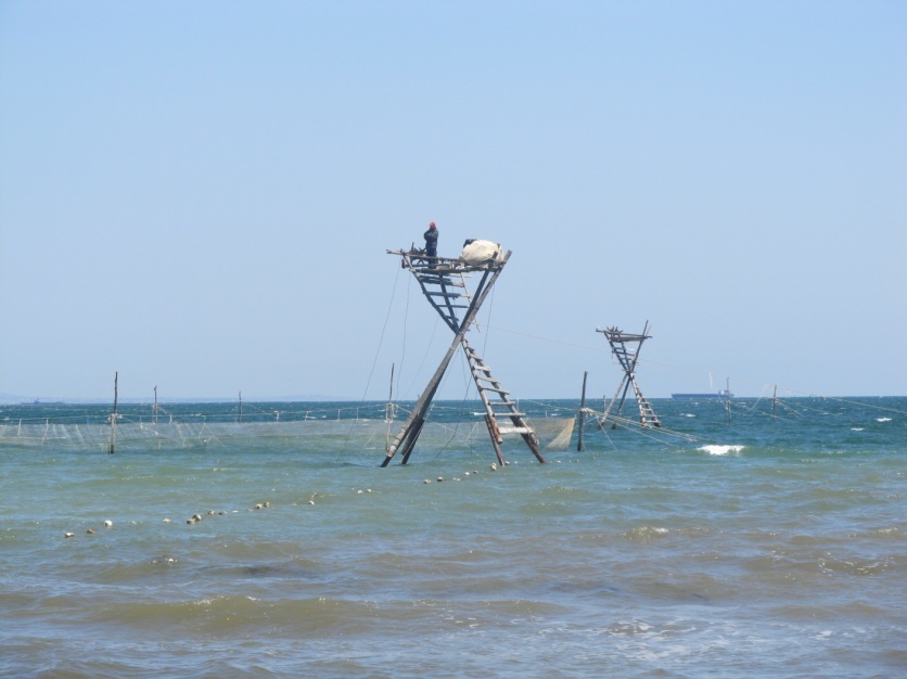 Крушение осетровых рыб Черного моря (СИ) - _7.jpg