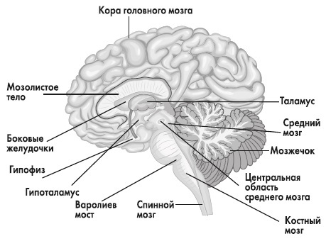 Вся правда о гормонах и не только - i_002.jpg