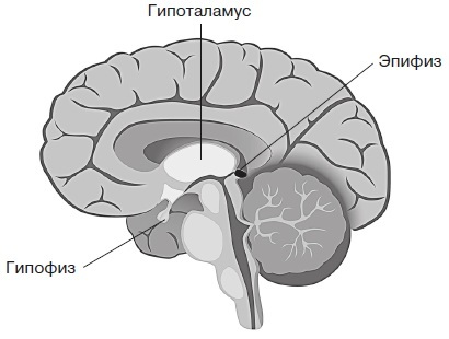 Вся правда о гормонах и не только - i_003.jpg