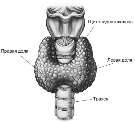 Вся правда о гормонах и не только - i_004.jpg