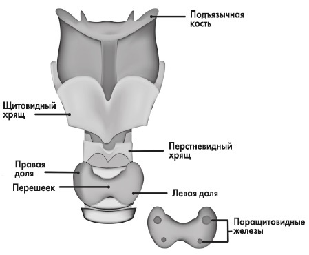 Вся правда о гормонах и не только - i_005.jpg