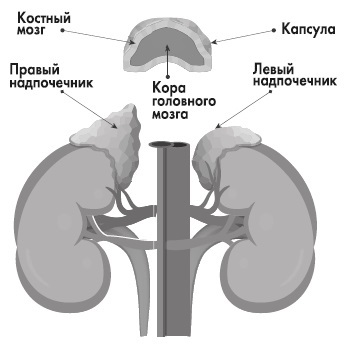 Вся правда о гормонах и не только - i_007.jpg