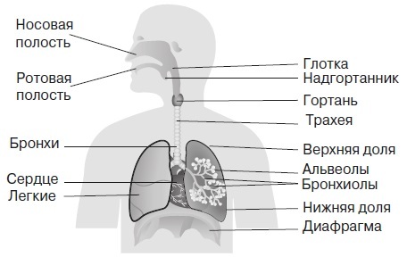 Вся правда о гормонах и не только - i_010.jpg