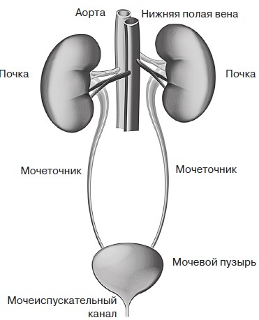 Вся правда о гормонах и не только - i_011.jpg