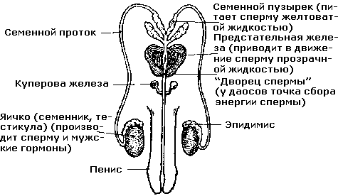 Совершенствование мужской сексуальной энергии - i_007.png