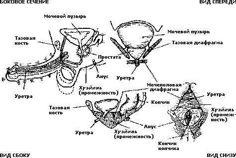 Совершенствование мужской сексуальной энергии - i_012.png